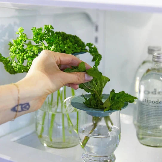 Propagating Plants 101: Everything You Need to Know to Start