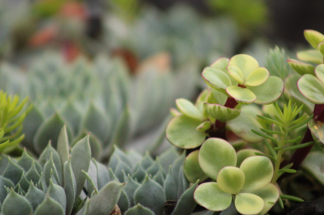 The Power of Spring: Simple Ways to Embrace the Season of Change