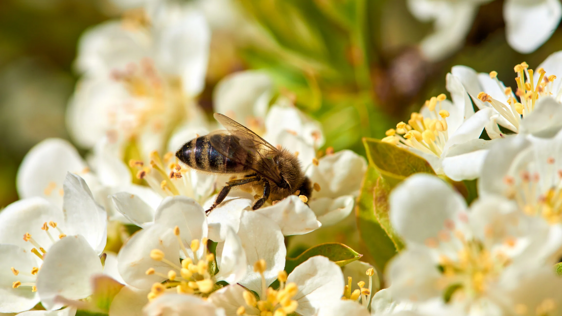 Why Native Pollinator Gardens Matter