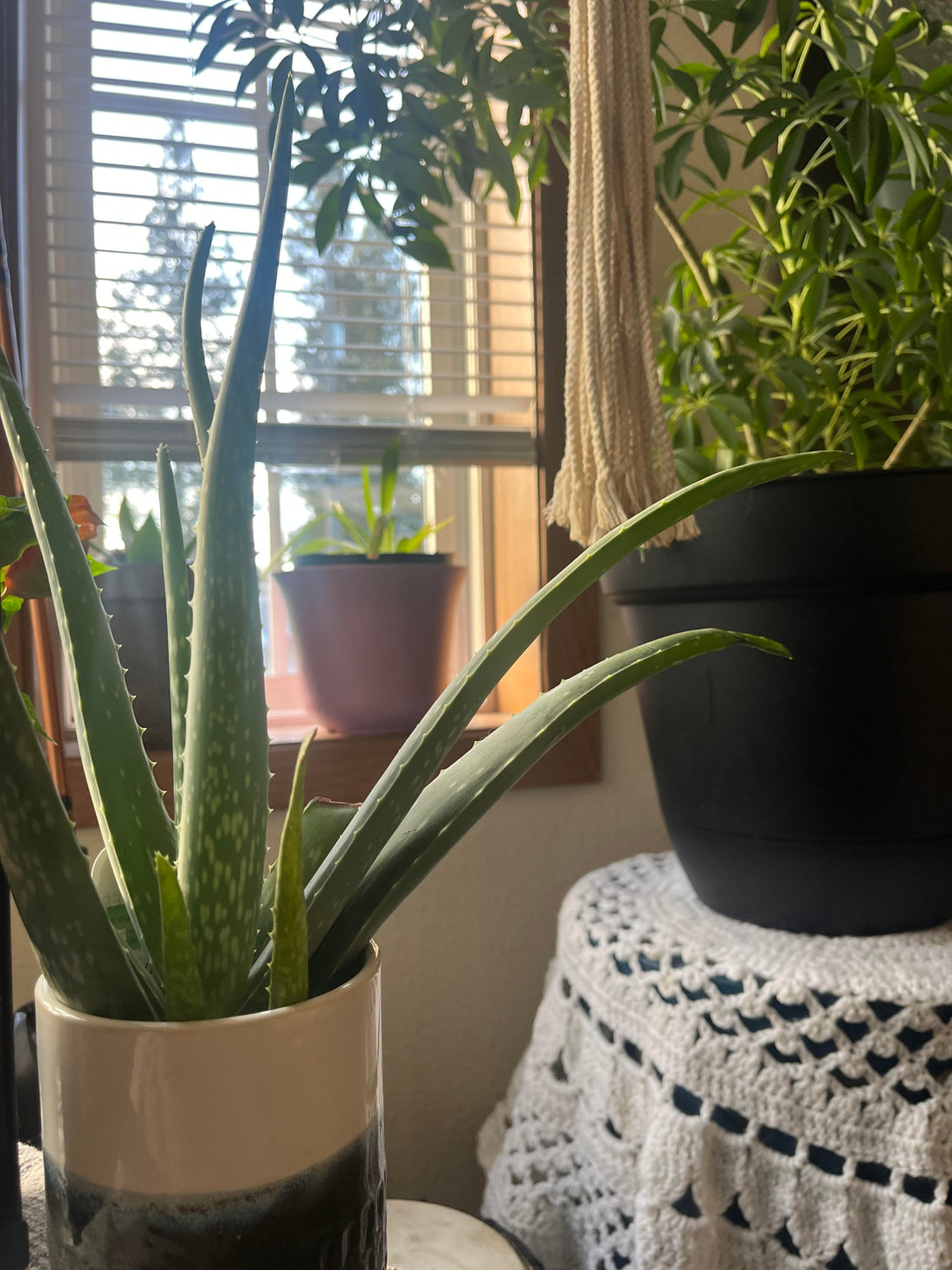 Incorporating Nature Into Your Home: A Guide to a Healthier, Happier Space