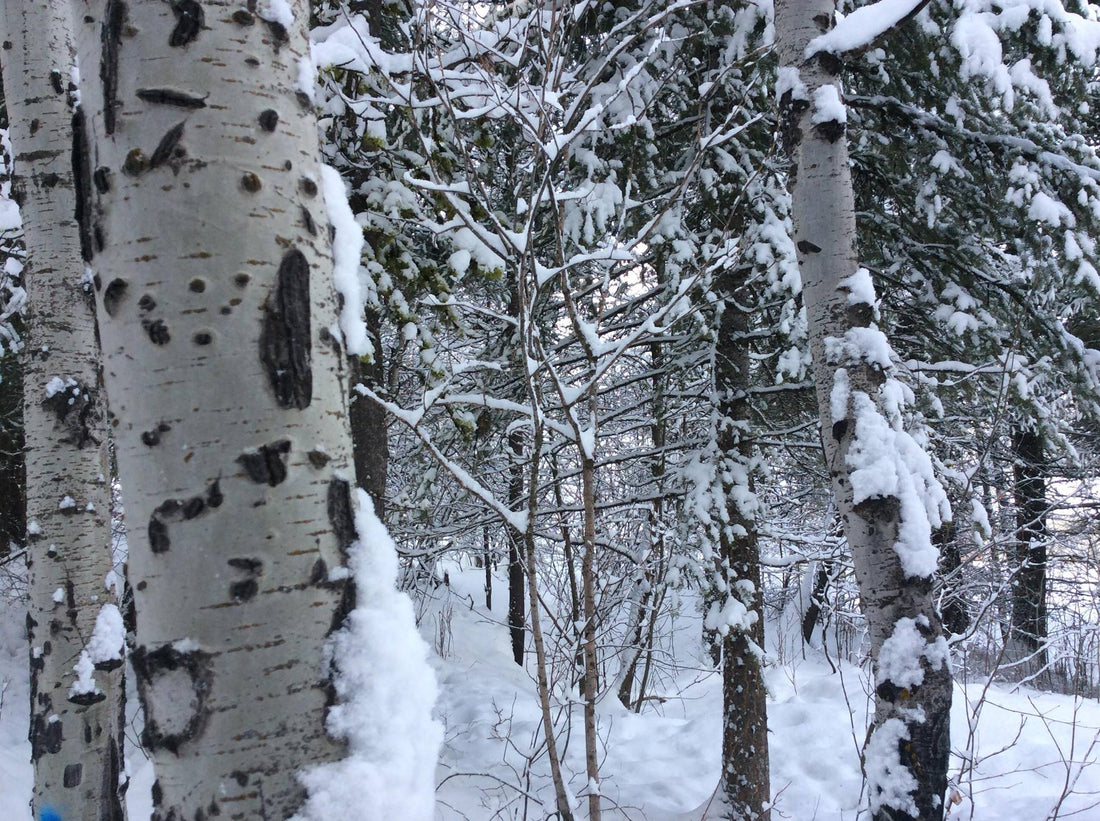 Tired of Feeling Drained? How to Beat Seasonal Affective Disorder and Thrive