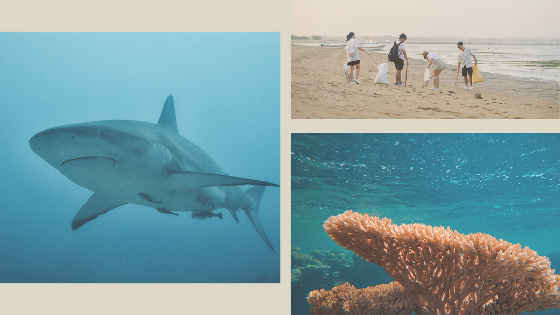 10 Simple Ways You Can Help Protect Our Oceans Every Day