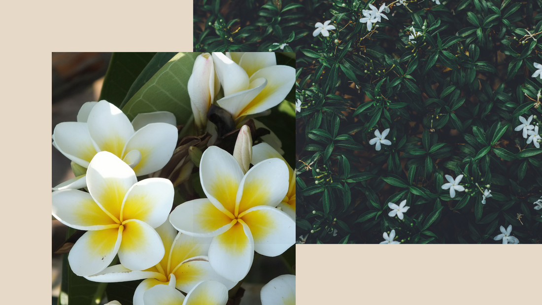 Best Floral Roll-On Perfume for Women: Bloom by Ginger June Candle Co.