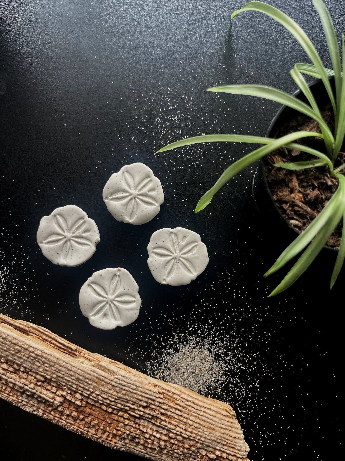 Sand Dollar Magnets - Set of 4
