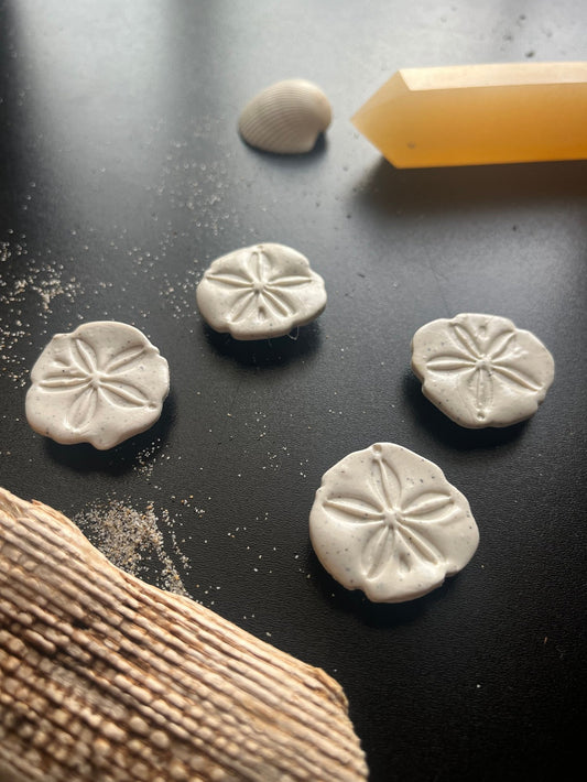 Sand Dollar Magnets - Set of 4